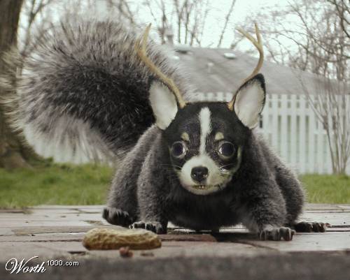 Squirhuahualope