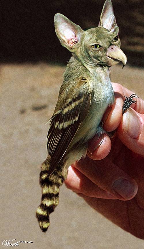 Cooncatbird