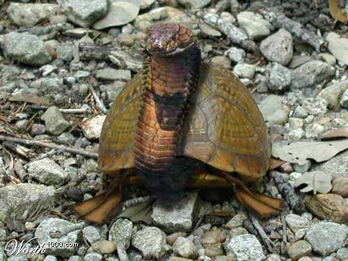 Turtle Cobra