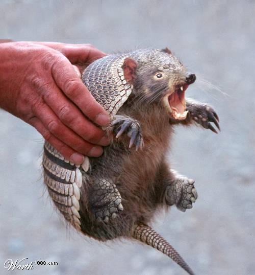 Tasmanian Totisiadillo