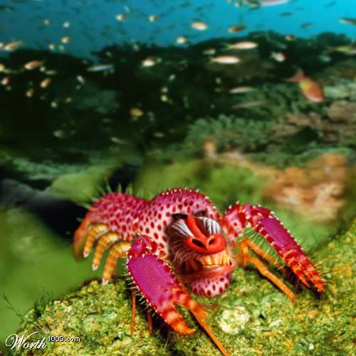 Lobstre- Baboon-Caterpillar